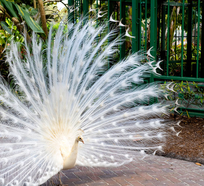 White peacock from the Everglades Wonder Gardens