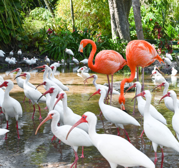 Pink flamingos from the Everglades Wonder Gardens in Florida