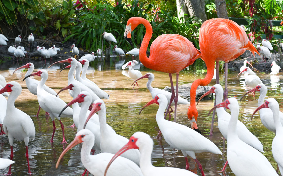 Florida Everglades Wonder Gardens Pink Flamingos