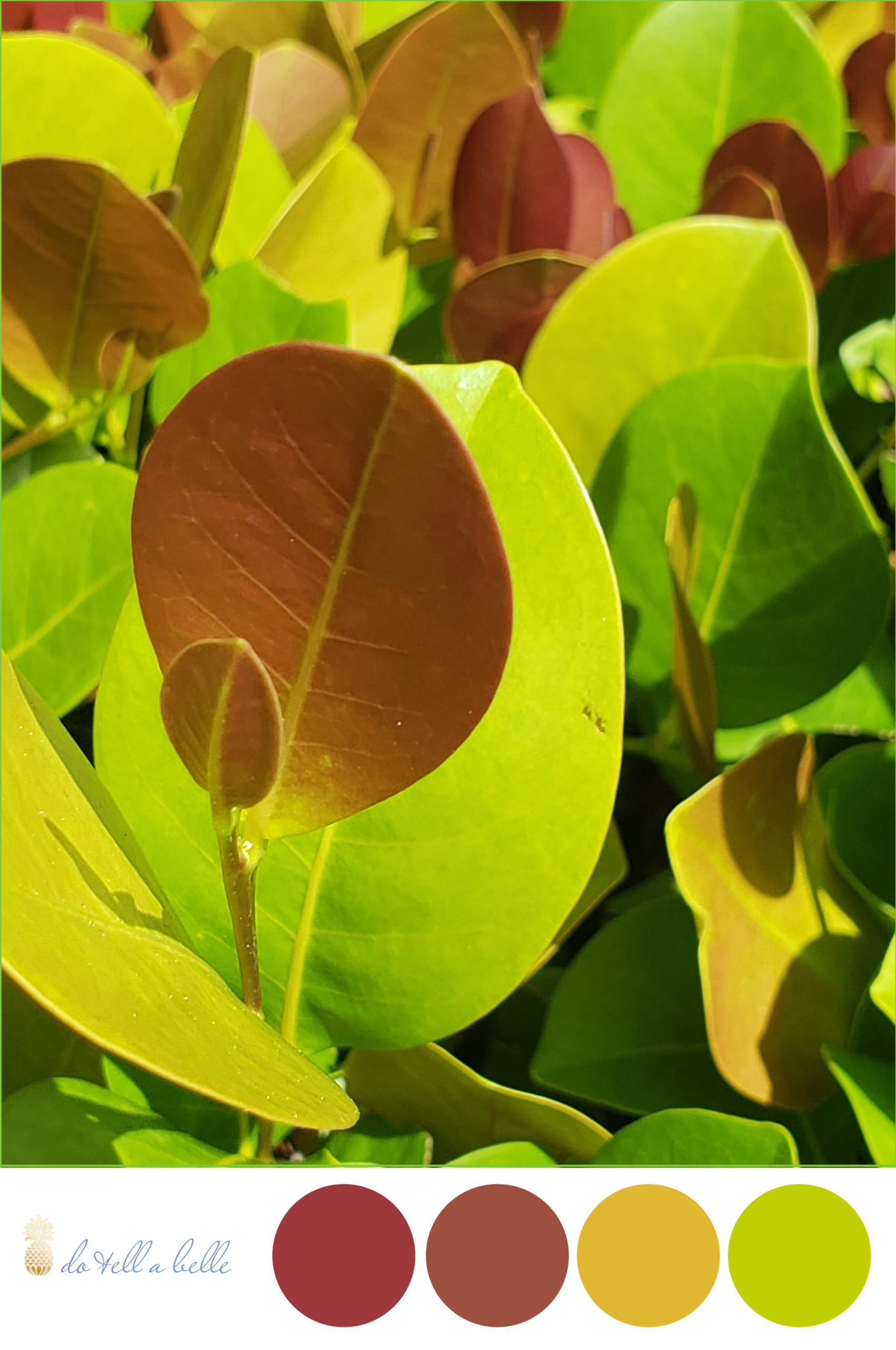 Palm Beach Gardens Shrubs photography by Victoria Grigaliunas is the inspiration behind this color palette featuring shades of terracotta, yellow and chartreuse green