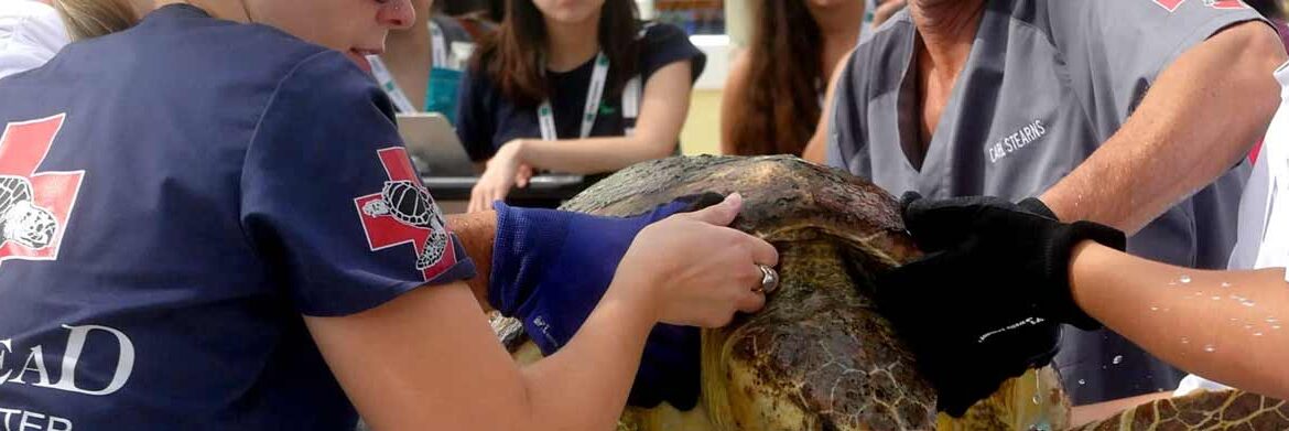 Wedding gift ideas charitable donations Loggerhead Marinelife Center